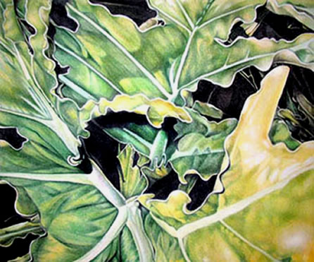 Philodendron